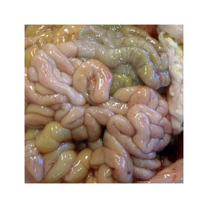 Intestinos de cordero congelados frescos de alta calidad precio barato - Product Image 1