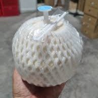 Coco Fresco Nuevo con Botón de Apertura Fácil, Alta Calidad, Hecho en Vietnam
