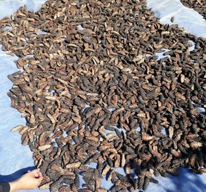 Vietnam Top Morinda Citrifolia, venta al por mayor hierba de calidad para la exportación de rodajas de frutas secas naturales de Noni y todo con buena oferta - Product Image 2