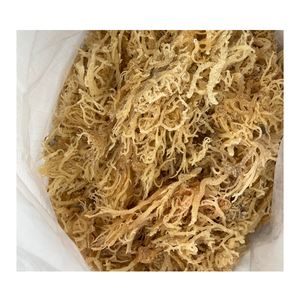 Mousse de mer Eucheuma Cottonii séchée 100% sans sel/sel ajouté/mousse de mer irlandaise naturelle au prix le moins cher - Product Image 1