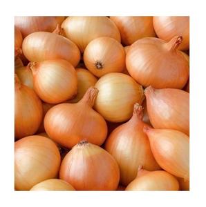 Fournisseur en gros d'oignons rouges biologiques / d'oignons jaunes frais en vrac, prêts à l'exportation - Product Image 4