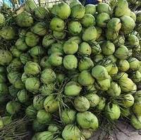 Polpa de Coco Fresca Tailandesa Premium - Naturalmente Dulce y Lista para Beber para Refrescarse en Cualquier Momento y Lugar