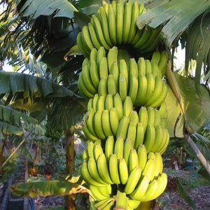 Banane Cavendish fraîche de haute qualité pour l'exportation-goût naturel doux, peau jaune, vente en gros en vrac du Vietnam - Product Image 1