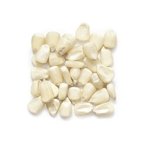 เมล็ดข้าวโพดขาวสำหรับอาหารสัตว์ - Product Image 1