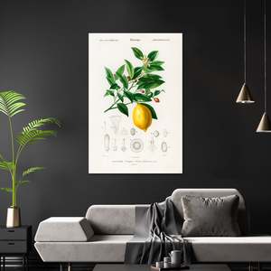 Charles Dessalines D'Orbigny's Agrumes Limonium <b>Poster</b> in Black Frame - Product Image 2