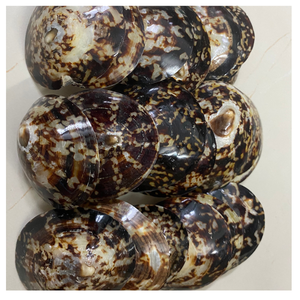 COQUILLES DE LIMPETTE VIETNAMIENNE NETTOYÉES, NATURELLES, MEILLEURES POUR LES AQUARIUMS, LA FABRICATION DE BOUGIES ET LES CADEAUX - Product Image 3