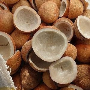 Premium AGP Copra KP1 Indonesian Edible White Copra Grade a High Oil Content Dried <b>Coconut</b> <b>Cup</b> Wholesale - Product Image 4