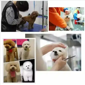 Produits pour animaux de compagnie Ensemble professionnel de ciseaux de toilettage de poils de chien Ciseaux en acier inoxydable Ciseaux garnis de poils de chat et de chien - Product Image 5