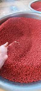 "Golden Flame Annatto Seeds Nature Vibrant Cadeau des Hautes Terres du Vietnam" - Product Image 6