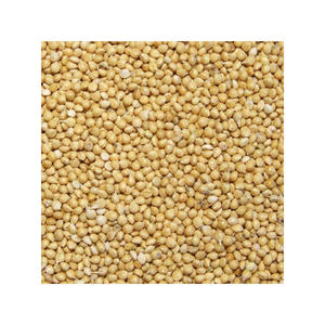 Millet jaune de haute qualité fourni en grande quantité pour les marchés d'exportation internationaux - Product Image 2