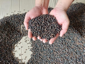 Produits vietnamiens d'exportation de qualité, épices et herbes les plus vendus, poivre noir du fabricant en vrac Offre Spéciale - Product Image 4