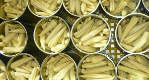 ข้าวโพดเด็กพรีเมี่ยมในน้ําเกลือ / ข้าวโพดอ่อนกระป๋อง / ข้าวโพดเด็กดองจากซัพพลายเออร์เวียดนามในราคาถูก - Product Image 4