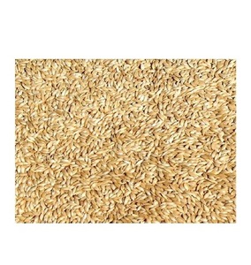 Proveedor Mayorista de Semillas de Alpiste de Grado Alimenticio para Animales - Product Image 1