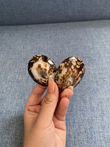 Conchas de Limpet únicas hechas a mano creadas a partir de tesoros oceánicos para colección de arte sostenible y auténtico - Product Image 5