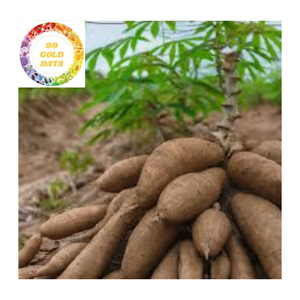 2025 HOTSALE 100% Manioc pelé congelé biologique Délicieux manioc congelé - Product Image 3