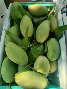 Fabricant et exportateur de poudre de peau de mangue du Vietnam - Product Image 4