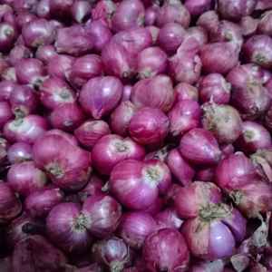 Oignon rouge à pollinisation libre pour la production et la distribution à grande échelle de légumes commerciaux - Product Image 4