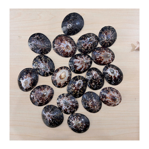 Coquille décorative pour les projets artisanaux du Vietnam Factory 99 Gold Data Supplier of Limpet Shells - Product Image 2