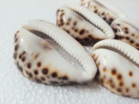 Coquillages de mer tigre découpés, écologiques, sculptés, vente en gros pour designers de bijoux, pendentifs artisanaux, artisanat côtier marin