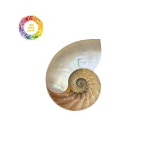 เปลือกหอย Nautilus สำหรับงานประดิษฐ์และตกแต่งเปลือกหอยคุณภาพธรรมชาติเหมาะสำหรับเครื่องประดับศิลปะและการแสดงที่หรูหรา - Product Image 4