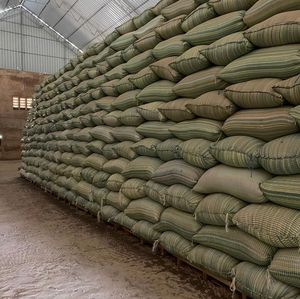Maíz Amarillo Seco Sin OGM, Granos de Maíz No Glutinosos, Venta al por Mayor a Granel para Alimentación Animal - Product Image 6