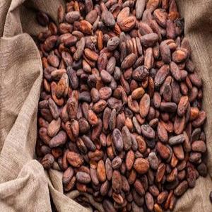 Venta al por Mayor de Granos de Cacao de Primera Calidad, Directo de Fábrica, para Empresas de Procesamiento de Alimentos - Product Image 5