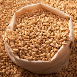 Granos de Cebada Maltada Seca al por Mayor para Alimentación Animal con 12 Meses de Vida Útil - Product Image 4