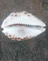 Coquilles de cauris naturelles sur mesure de taille 3 pouces disponibles avec des formes coupées et non coupées idéales pour les magasins de perles et les conceptions de bijoux