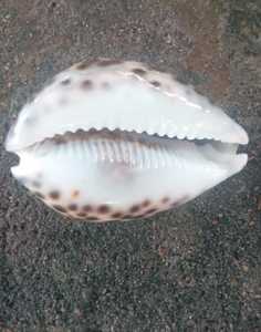 Conchas de cauri naturales hechas a medida en tamaño de 3 pulgadas disponibles con formas cortadas y sin cortar ideales para Tiendas de Cuentas y diseños de joyería - Product Image 3