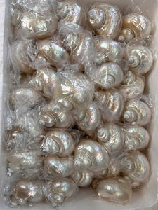 Mezcla de conchas marinas blancas Conchas marinas naturales para decoraciones - Product Image 2