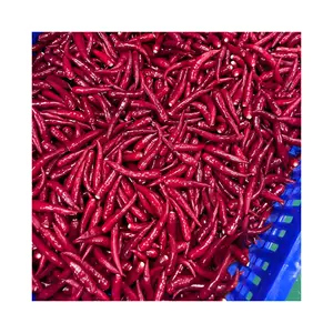 Großhandel Frozen Cryo-Preserved Red Hot Chili Pfeffer IQF Chillies Köstlichkeiten Gewürze für kulinarische Exzellenz Keine Chemikalie