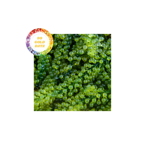 Uvas de mar vietnamitas secas de alta calidad Algas marinas frescas y nutritivas para pedidos de alimentos a granel disponibles para compradores internacionales - Product Image 1
