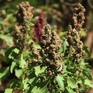 เมล็ดควินัวสีขาวเมล็ดพืชออร์แกนิคสำหรับดูแลสุขภาพ - Product Image 3