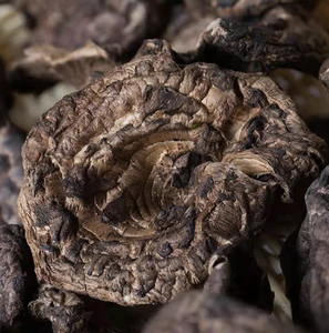 MEJOR VENTA 2024 SETA SARCODON IMBRICATUS SEDA DE LOTO AZUL VIETNAM - Product Image 2