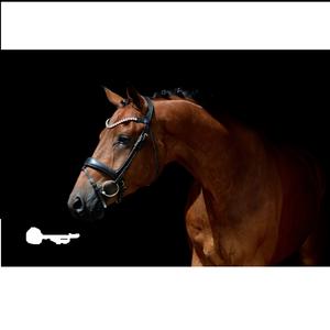 Bride anatomique Stanford en cuir de cheval Bride anatomique en cuir de cheval - Product Image 3