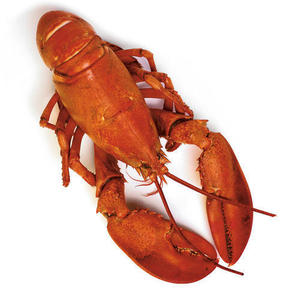Commercio all'ingrosso 100% puro Souther Red Rock aragoste fresche aragoste in scatola di imballaggio condito coda di aragosta congelata per uso alimentare
