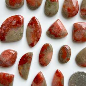 ปะการังแดงฮอร์นสีแดงปะการังยูทาห์ที่ดีที่สุดสำหรับเป็นของขวัญคอลเลกชันพิเศษของปะการังในราคาขายส่งซื้อตอนนี้ - Product Image 3