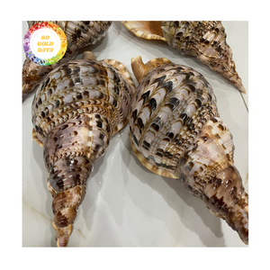 Coquillages de trompette Beau matériel de coquille d'océan pour des souvenirs faits à la main et des affichages artistiques du Vietnam - Product Image 2