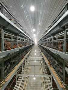 Las jaulas de pollos de engorde y ponedoras preferidas en las granjas de cría, el sistema de soporte completo hace que la gestión de la cría sea más eficiente - Product Image 4