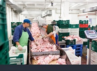Vente en gros de quartiers de cuisse de poulet congelés 100% purs, qualité supérieure, durée de conservation de 24 mois, fabriqués aux États-Unis, approvisionnement en vrac, prix avantageux