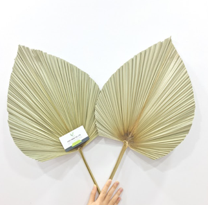 Abanico de Palma tradicional Ideal para bodas Festivales culturales y tiendas de souvenirs - Product Image 5