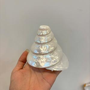 Matériau marin brut de coquillage naturel du Vietnam pour l'aménagement paysager d'aquarium de décor à la maison de Style côtier et l'approvisionnement d'artisanat de bricolage - Product Image 1