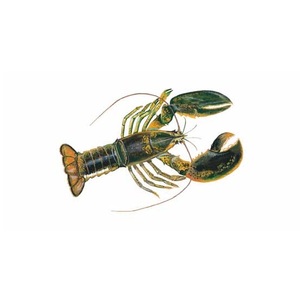 กุ้งมังกรอเมริกันแช่แข็งคุณภาพสูงพร้อมจำหน่ายในราคาประหยัด - Product Image 2