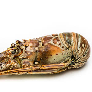 Vente en gros de langoustine congelée Homard tropical de haute qualité Pêche sauvage fraîche Queue de homard frontale Exportation - Product Image 3