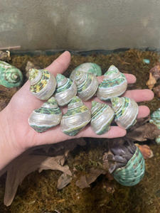 ตกแต่งเปลือกหอยหยกเทอร์โบสำหรับร้านขายของที่ระลึกของตกแต่งธีมชายฝั่งร้านค้าปลีกทั่วโลก - Product Image 2