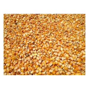 Maïs blanc/Maïs pour l'alimentation animale/avicole Origine brésilienne Fabricant d'usine de haute qualité Vente en gros à prix réduit - Product Image 3