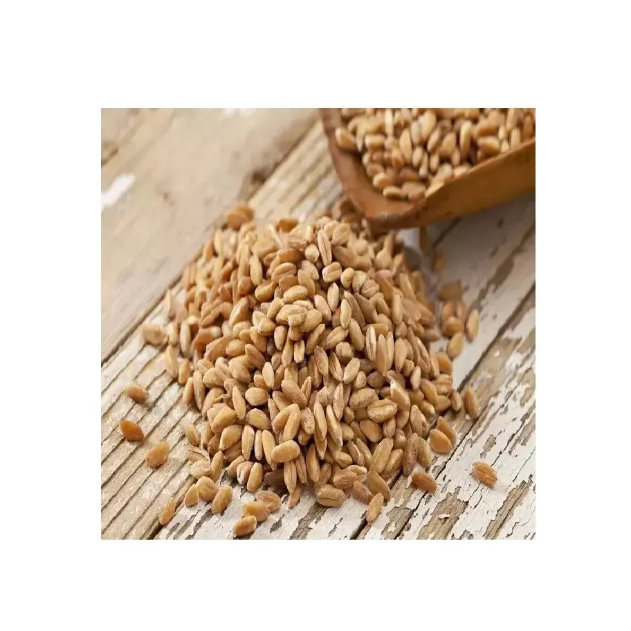 Cebada de alimentación al por mayor orgánico natural de primer grado alimentación animal cebada 50 Kg bolsa de embalaje semillas de cebada grano de cereal