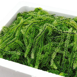 สาหร่ายสีเขียวธรรมชาติ/หญ้าทะเลอบแห้ง (Caulerpa lentilifera) จากเวียดนาม - Product Image 5