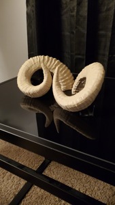 Corne de bélier naturelle polie de meilleure qualité pour taille personnalisée prix bon marché avec utilisation à la main pour non poli par OCEAN EXPORT - Product Image 3