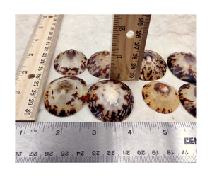 Différentes tailles coquilles de patelle femelle coquillages de collection de souvenirs de coquillages naturels océaniques pour l'exportation - Product Image 1